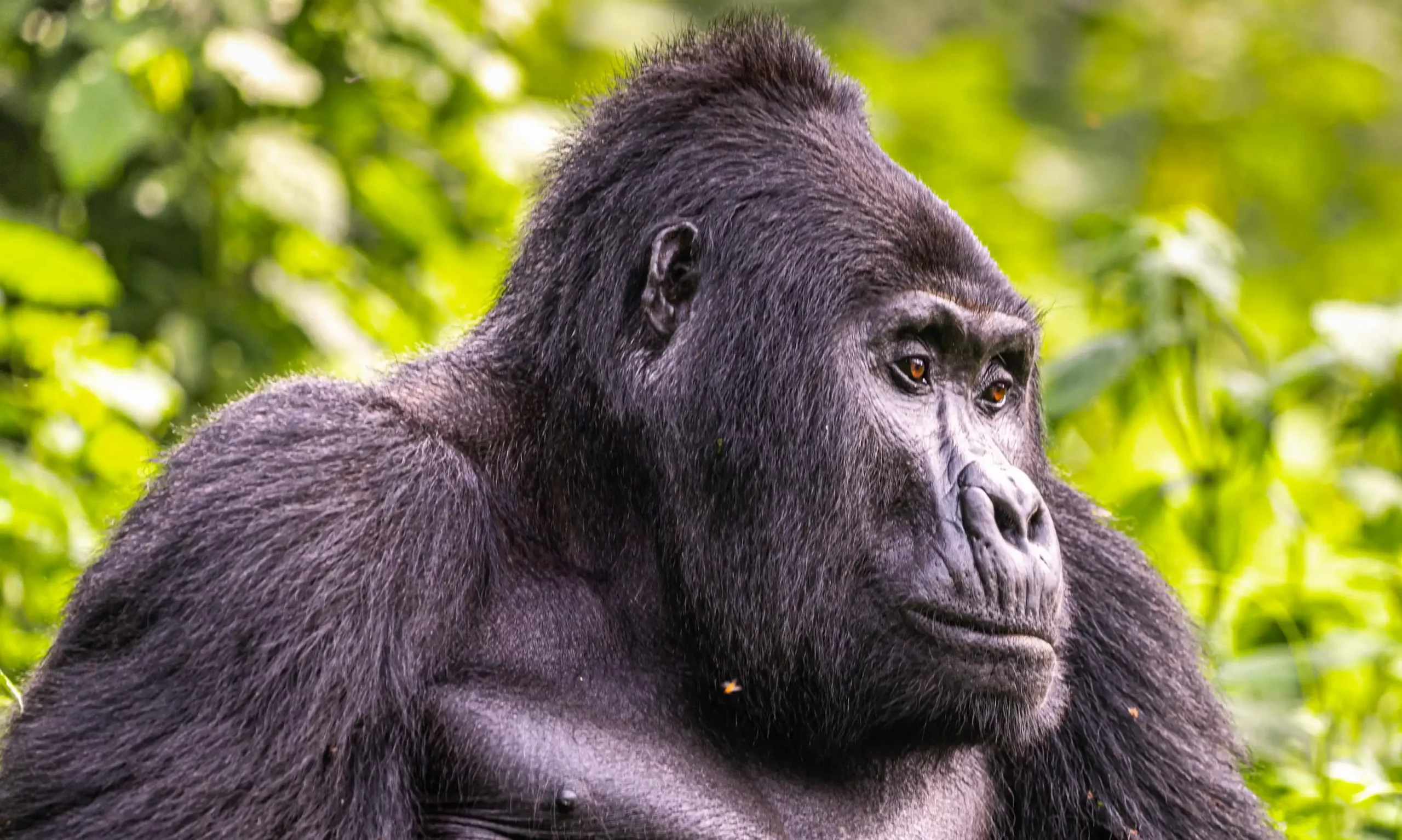 4 Days Uganda Classic Gorilla Fly  In Safari