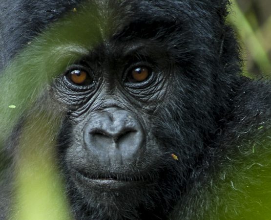 7 Days Rwanda Safari Tour