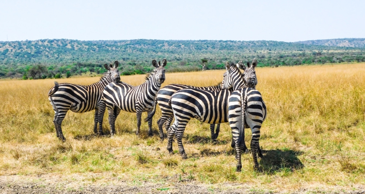  Wildlife Safari in Rwanda