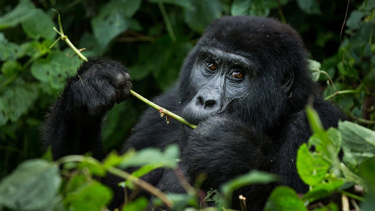 Gorilla Trekking In Bwindi Impenetrable National Park