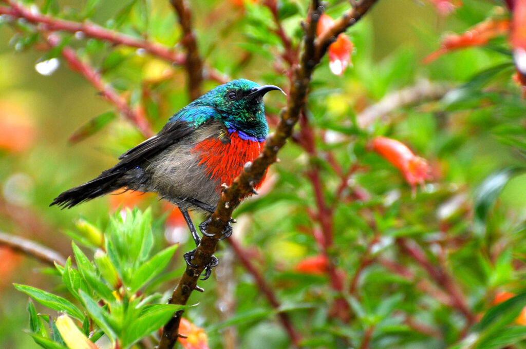 Mgahinga Gorilla National Park