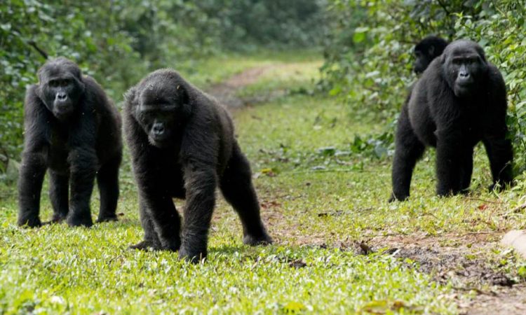 10 Days Best of Uganda Safari