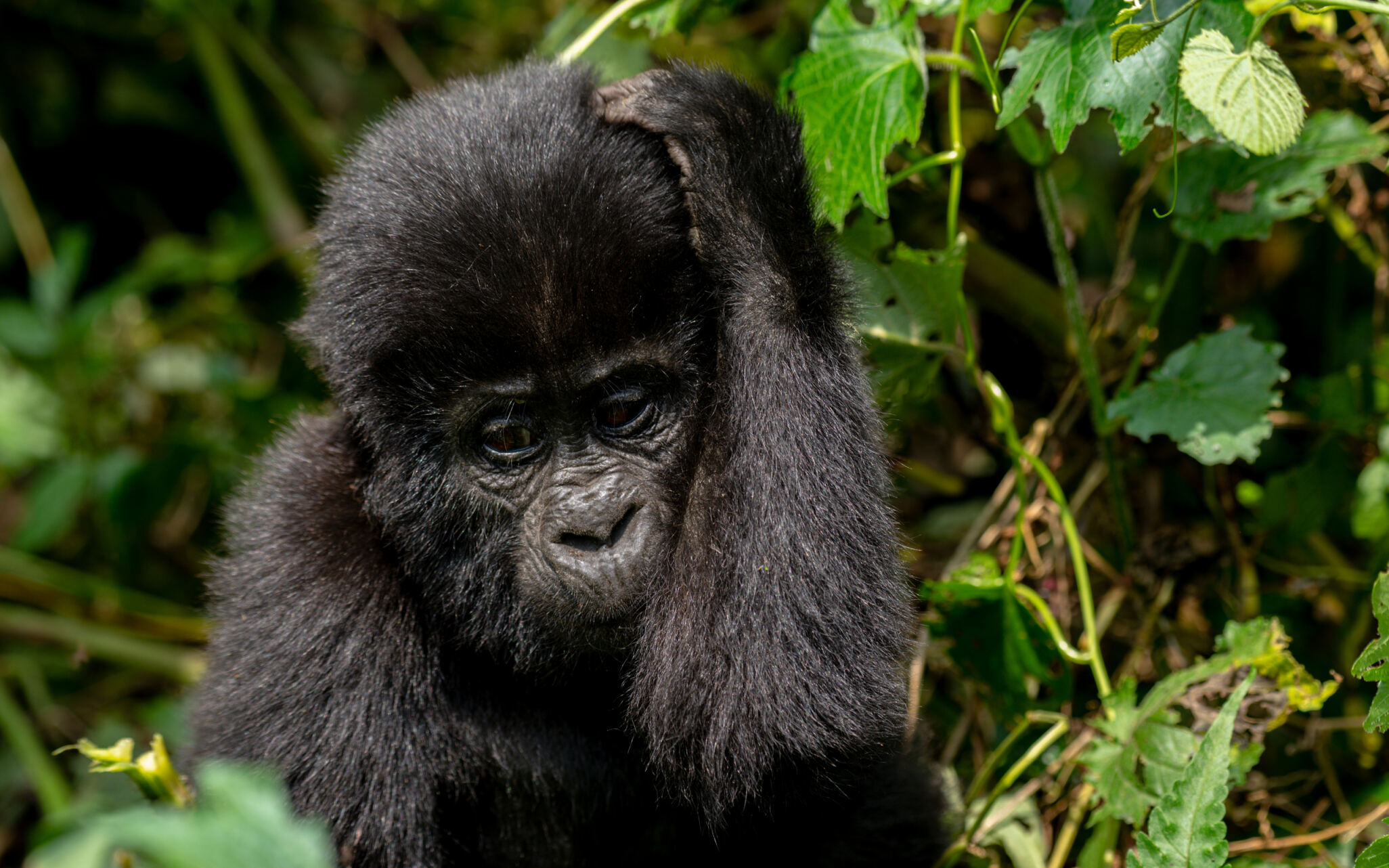 5 Days Kibale and Bwindi primates Safari