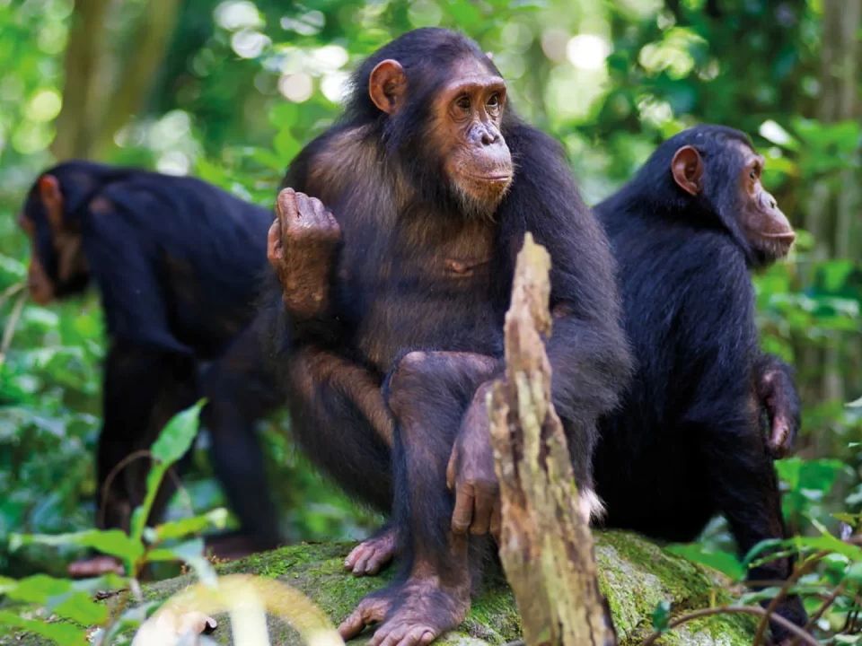 8 Days Rwanda Wildlife Safari