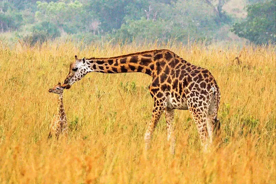 3 Days Murchison Falls National Park Safari