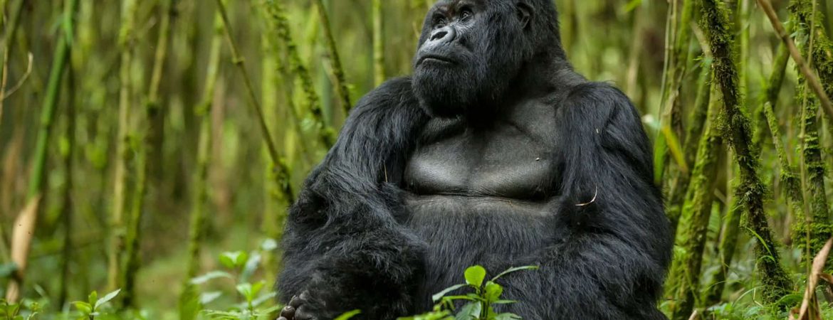 4 Days Rwanda Double Gorilla Trekking Safari