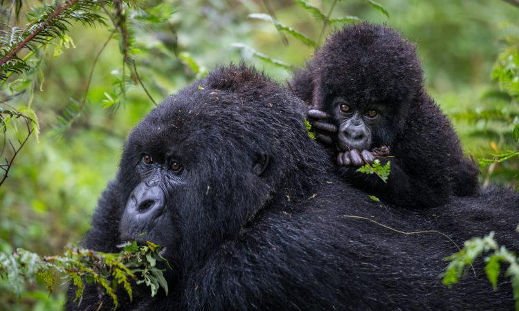 Gorilla Trekking vs. Gorilla Habituation