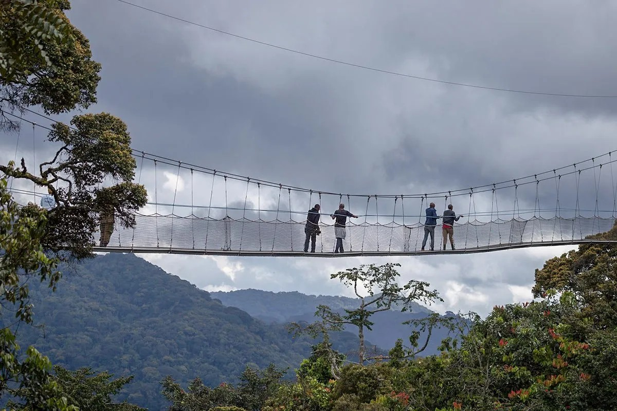 5 Days Nyungwe And Volcanoes National Park Safari