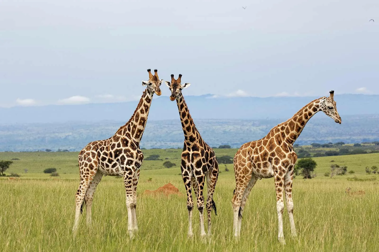 Kidepo Valley National Park