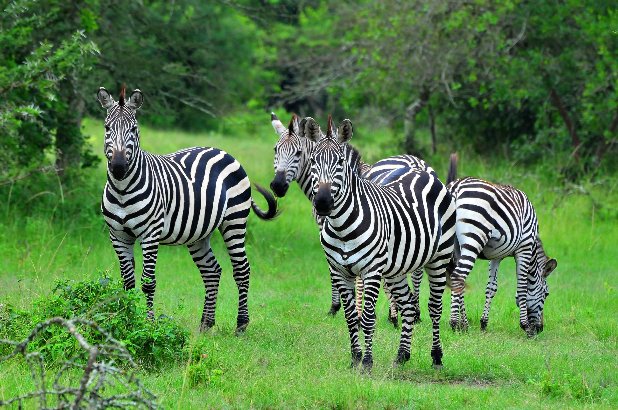 14 Days Uganda Luxury Safari
