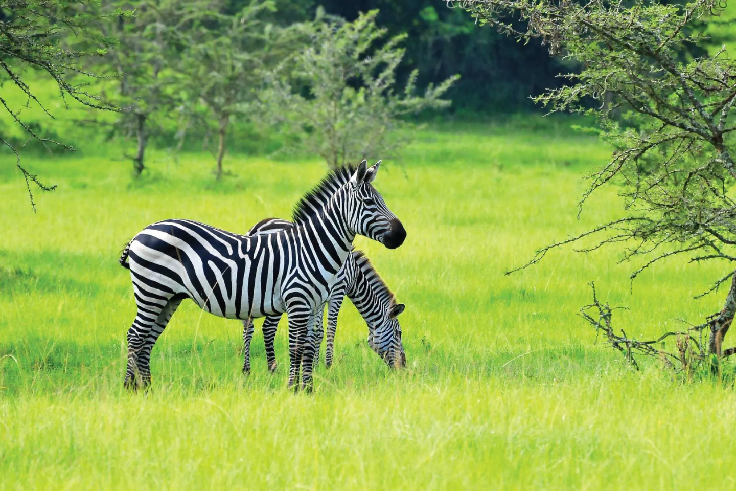 2 Days Lake Mburo National Park Safari