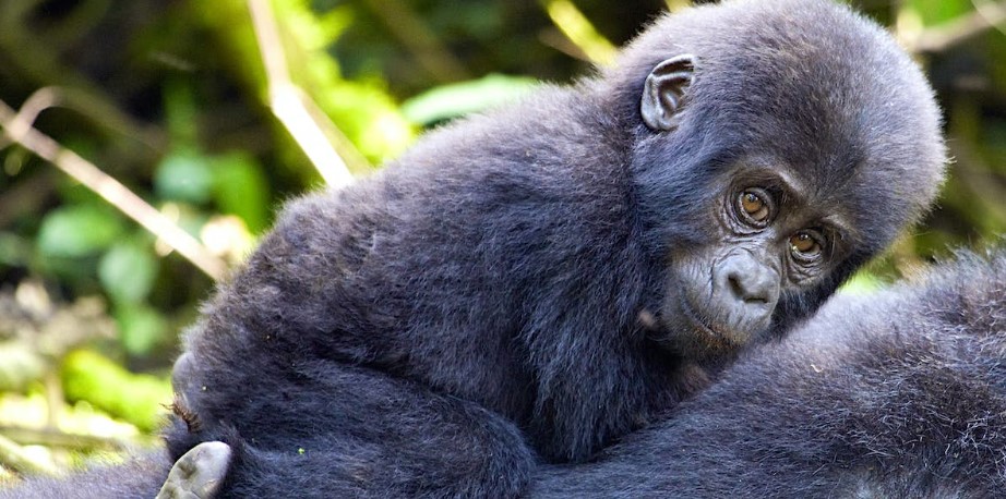 Rules And Regulations For Gorilla Trekking In Rwanda