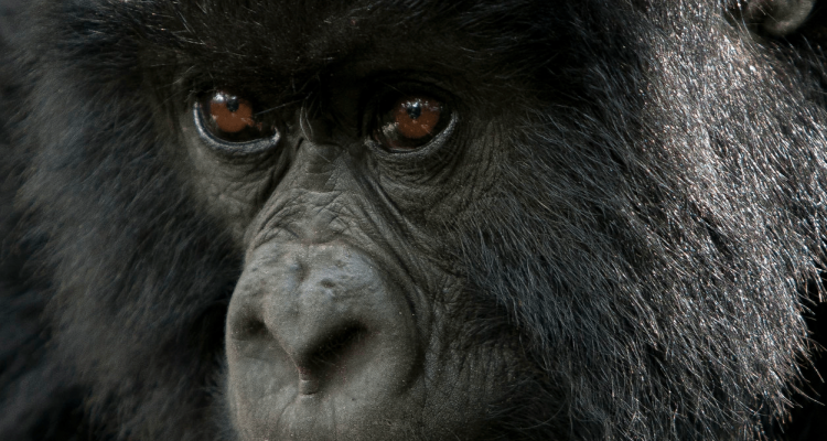 4 Days of Gorilla habituation and trekking adventure