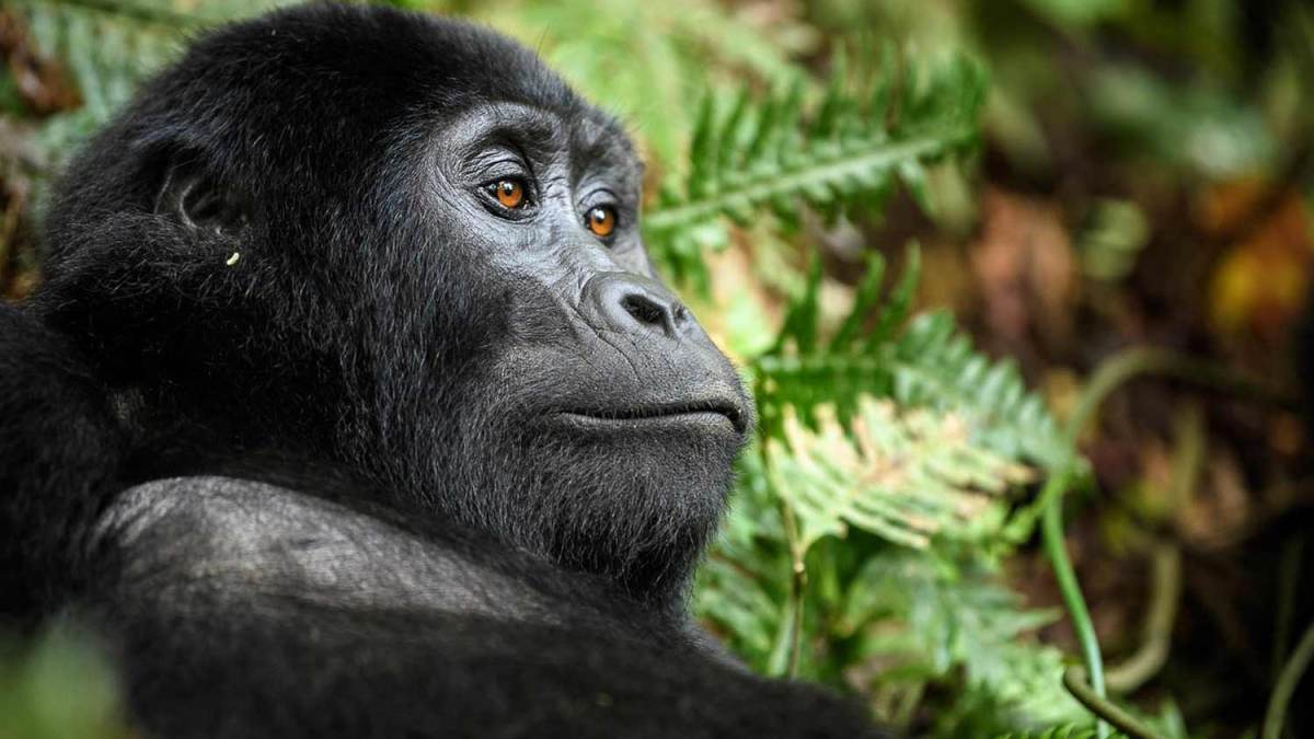 Gorilla Trekking vs. Gorilla Habituation