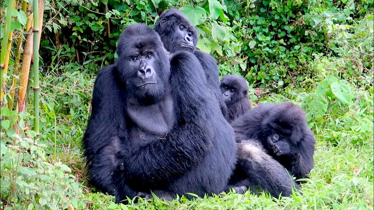 4 Days Rwanda Double Gorilla Trekking Safari