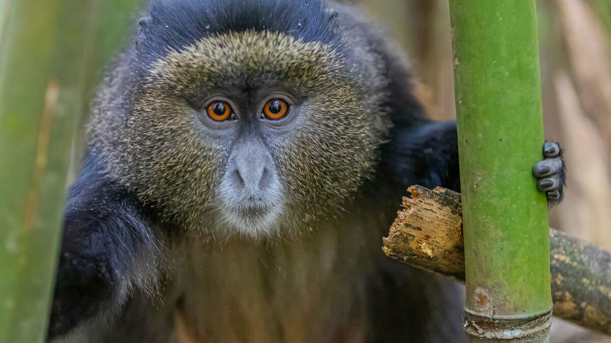 9 Days Rwanda classic safari