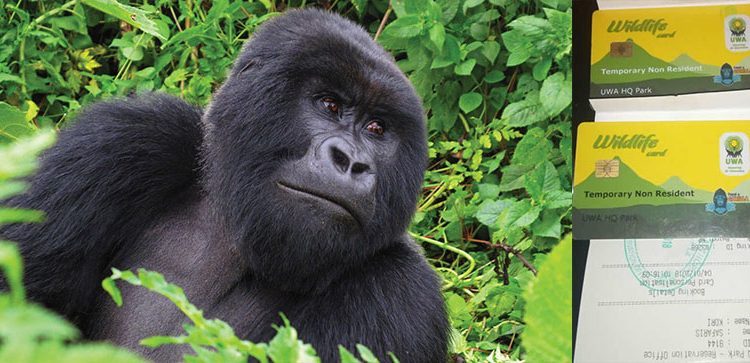 Gorilla Trekking In Bwindi Impenetrable National Park