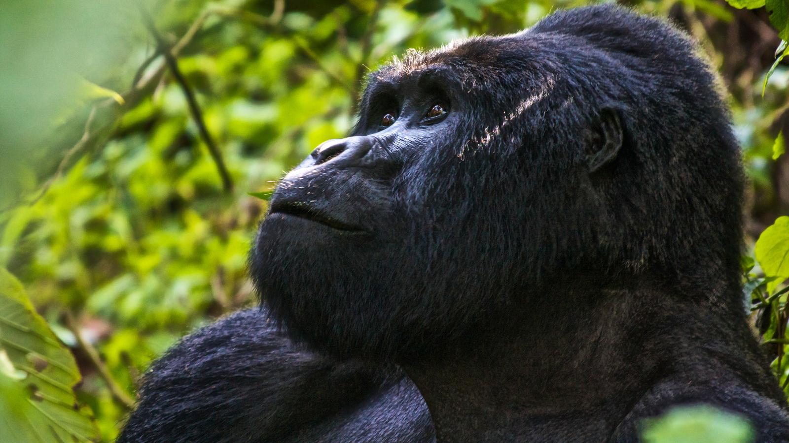3 Days Bwindi Gorilla safari