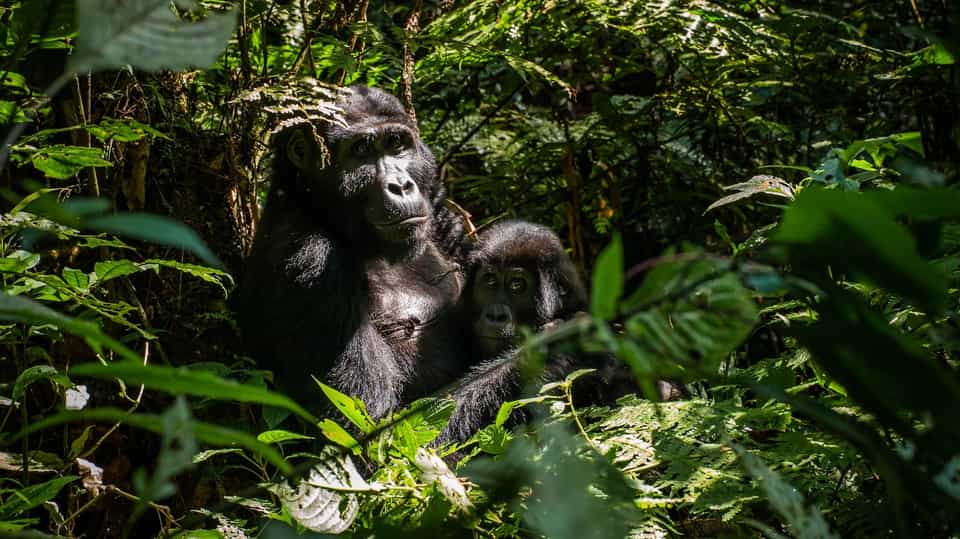 2 Days Bwindi gorilla trekking safari from Kigali