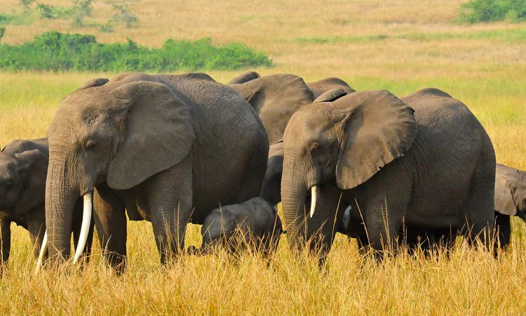 3 Days Queen Elizabeth national park safari