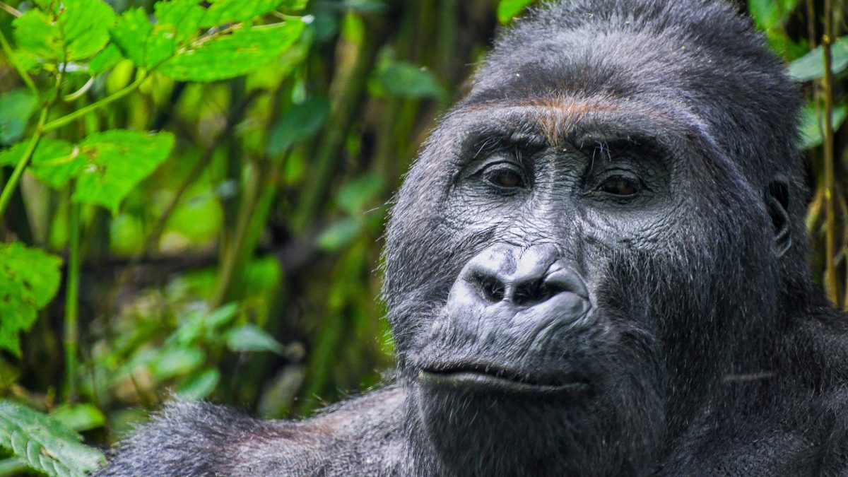 Uganda Gorilla Trekking Permits